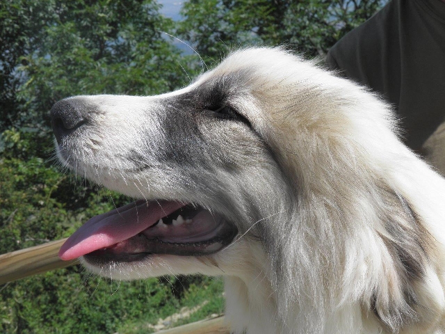 Perro de Montana del Pirineo