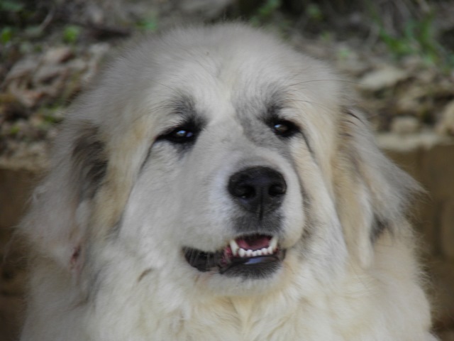 Perro de Montana del Pirineo