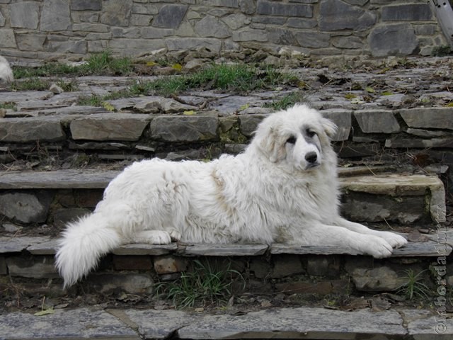 Perro de Montana del Pirineo