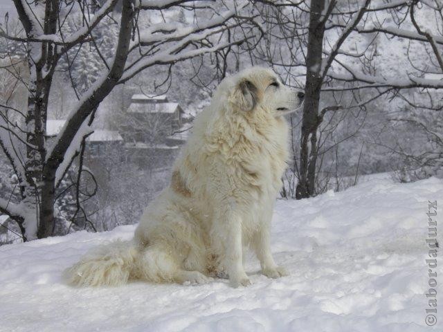 Perro de Montana del Pirineo