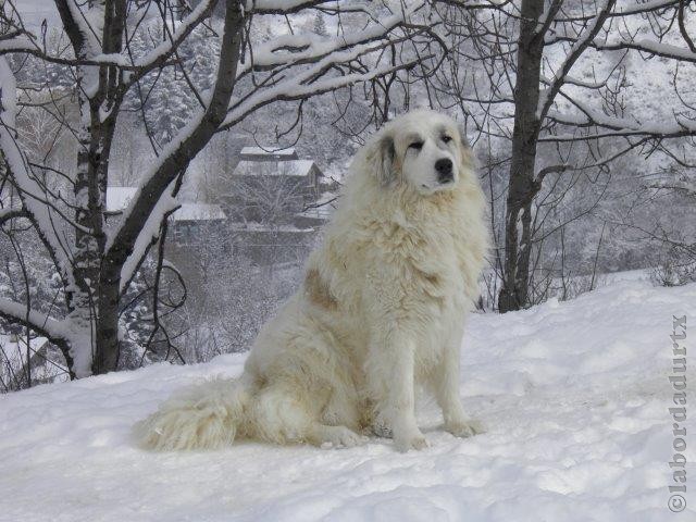 Perro de Montana del Pirineo