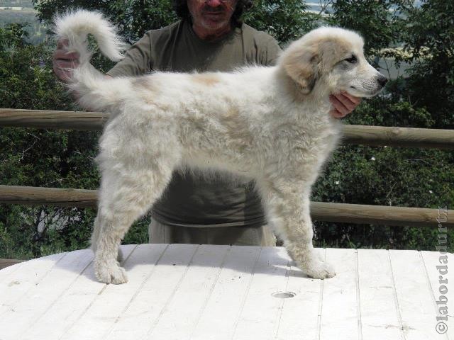 Perro de Montana del Pirineo