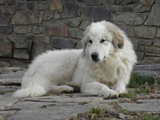 Perro de Montana del Pirineo