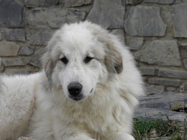 Perro de Montana del Pirineo