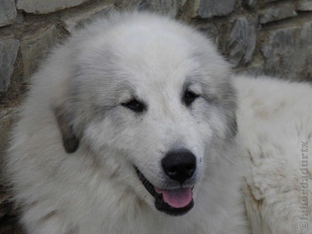 Perro de Montana del Pirineo