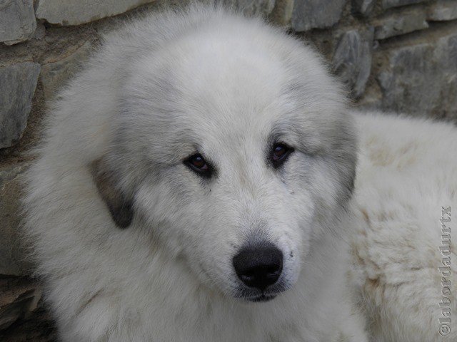 Perro de Montana del Pirineo