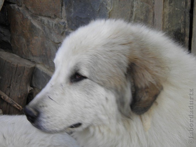 Perro de Montana del Pirineo