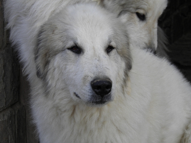 Perro de Montana del Pirineo