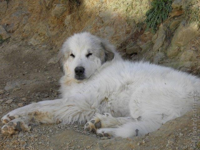 Perro de Montana del Pirineo