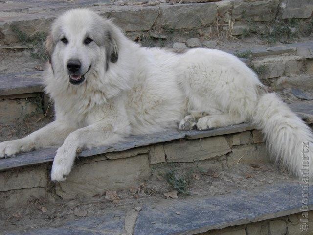 Perro de Montana del Pirineo