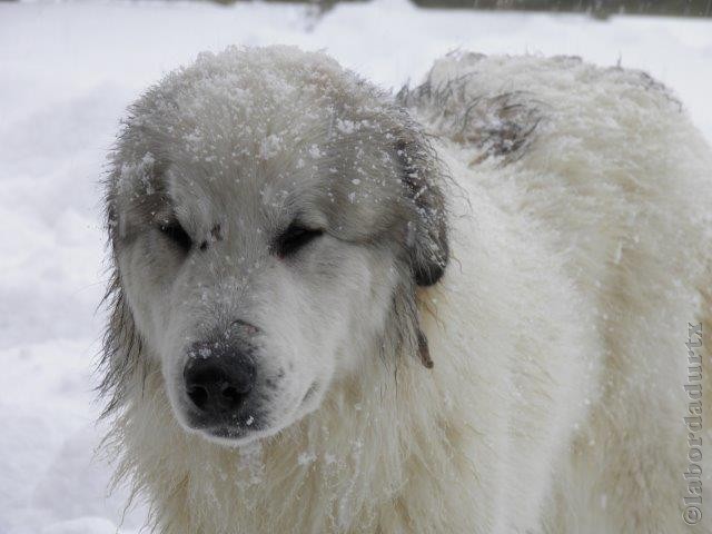 Perro de Montana del Pirineo