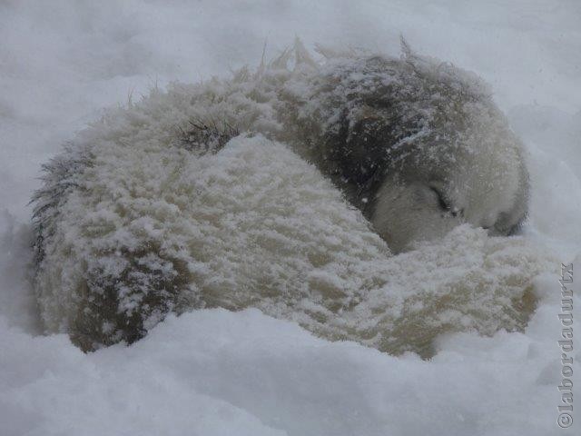 Perro de Montana del Pirineo