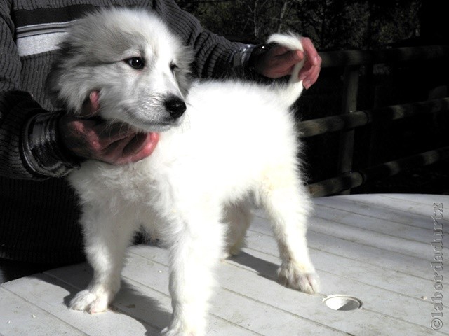 Perro de Montana del Pirineo