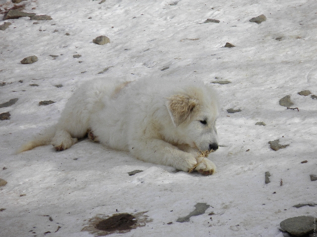 Perro de Montana del Pirineo