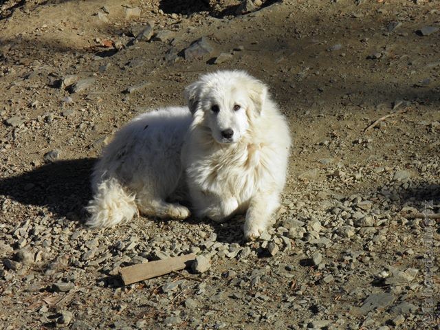 Perro de Montana del Pirineo