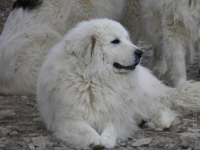 Perro de Montana del Pirineo