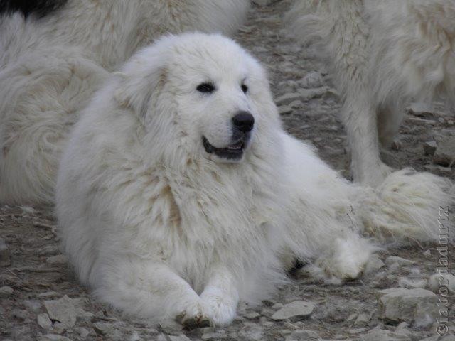 Perro de Montana del Pirineo