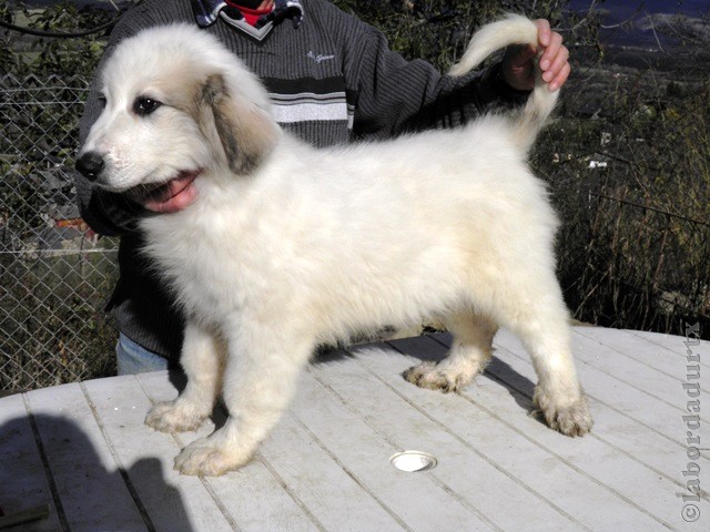 Perro de Montana del Pirineo