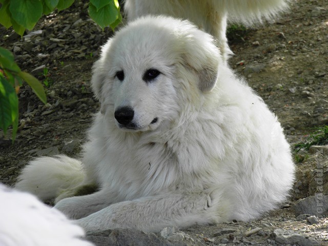 Perro de Montana del Pirineo