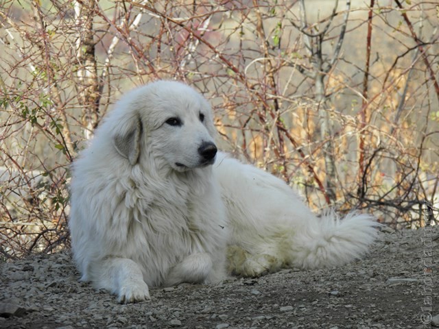 Perro de Montana del Pirineo