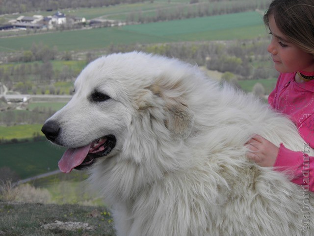 Perro de Montana del Pirineo