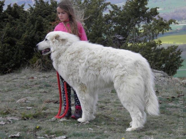 Perro de Montana del Pirineo