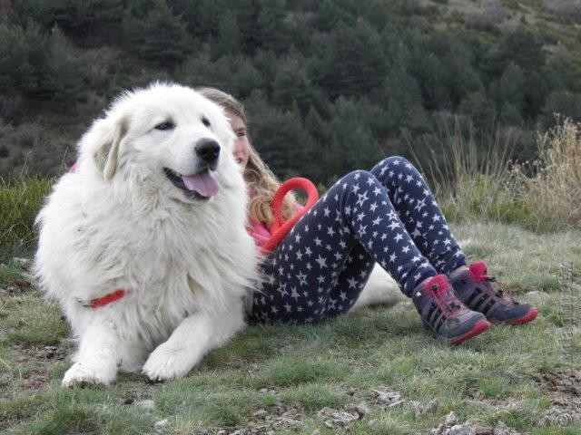 Perro de Montana del Pirineo