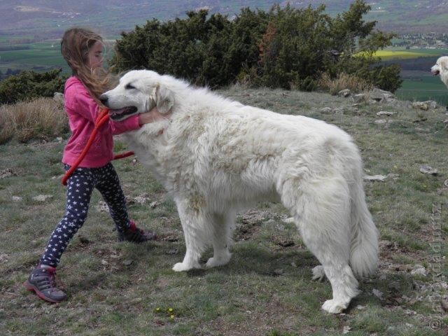 Perro de Montana del Pirineo