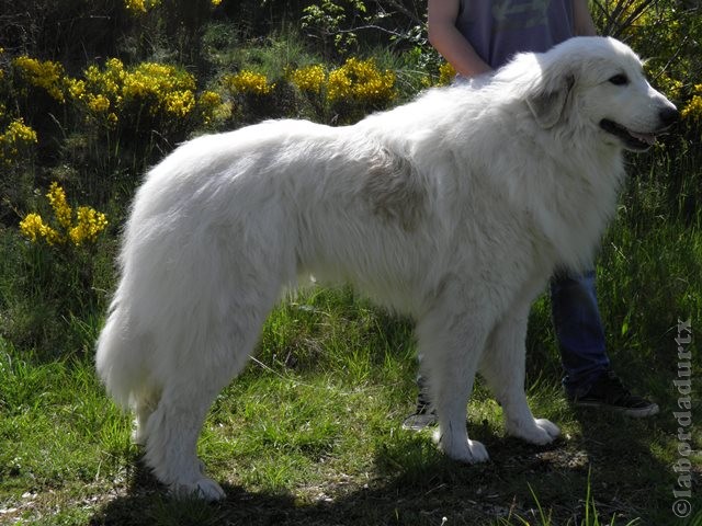 Perro de Montana del Pirineo