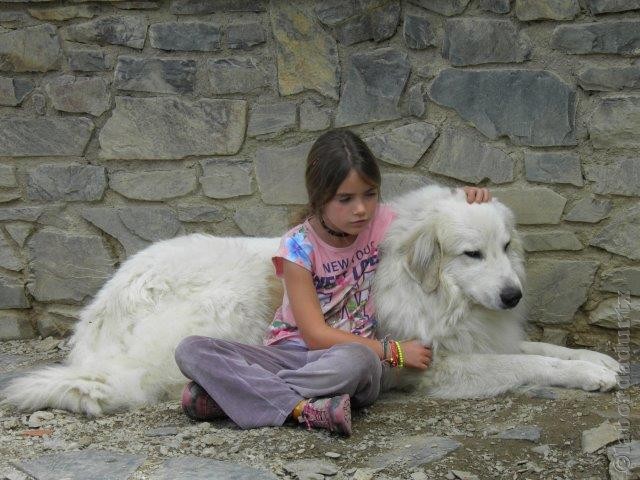 Perro de Montana del Pirineo