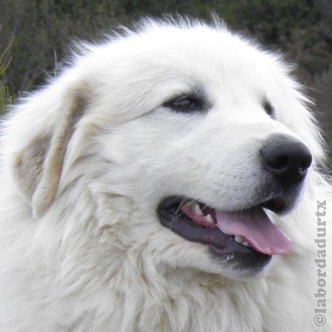 Perro de Montana del Pirineo