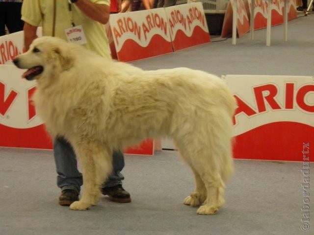 Perro de Montana del Pirineo