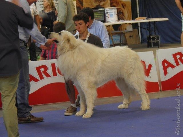 Perro de Montana del Pirineo