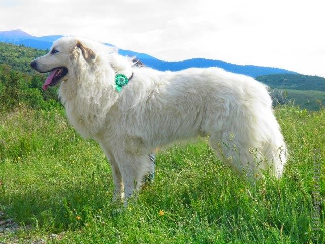 Perro de Montana del Pirineo