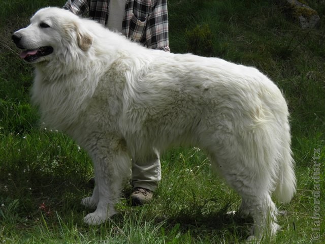 Perro de Montana del Pirineo