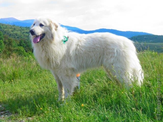 Perro de Montana del Pirineo