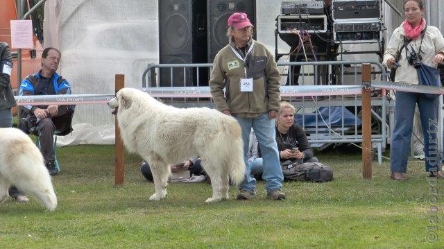 Perro de Montana del Pirineo