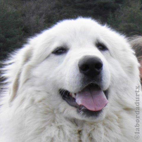 Perro de Montana del Pirineo