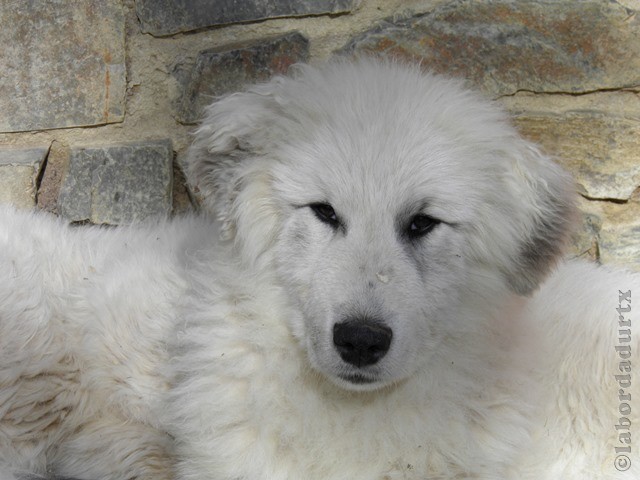 Perro de Montana del Pirineo