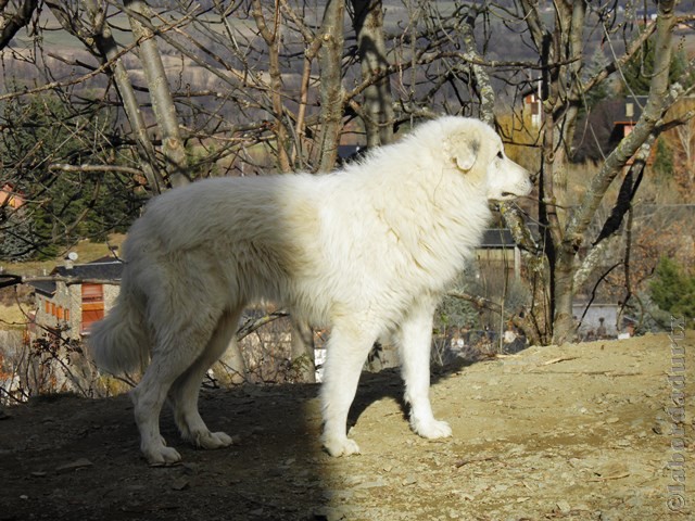 Perro de Montana del Pirineo