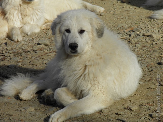 Perro de Montana del Pirineo