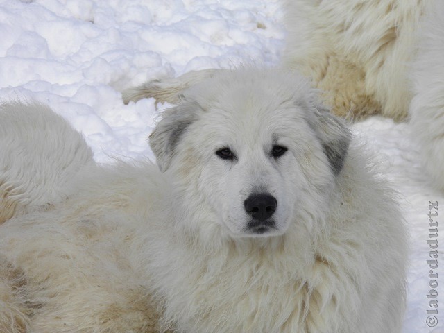 Perro de Montana del Pirineo