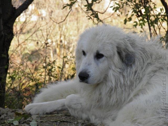 Perro de Montana del Pirineo