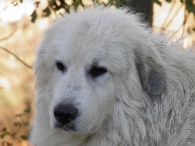 Perro de Montana del Pirineo