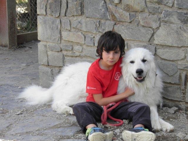 Perro de Montana del Pirineo