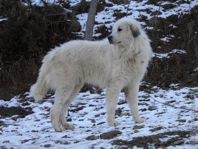 Perro de Montana del Pirineo