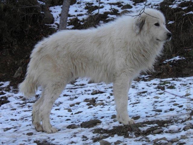 Perro de Montana del Pirineo