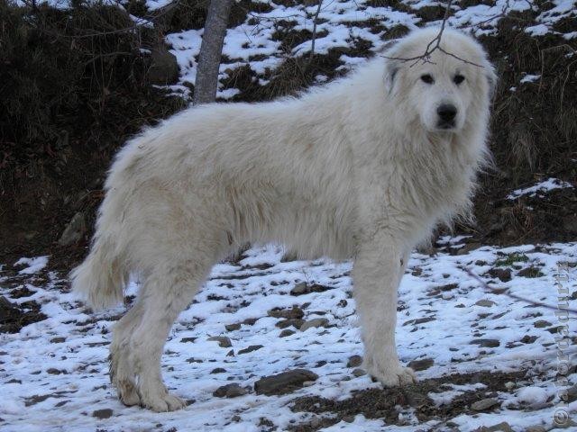 Perro de Montana del Pirineo