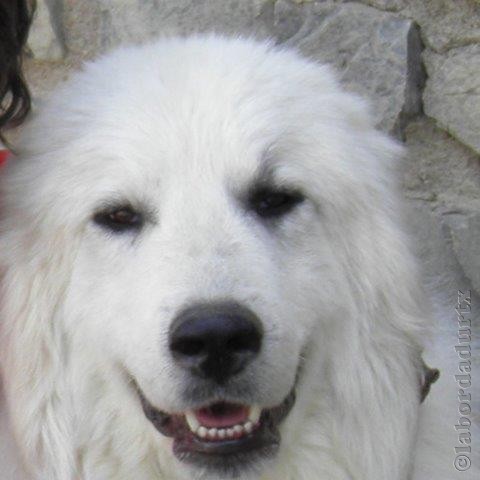 Perro de Montana del Pirineo