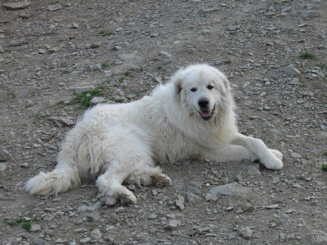 Perro de Montana del Pirineo